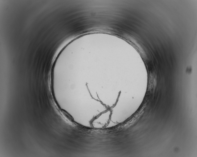 X0000099940812200806201119