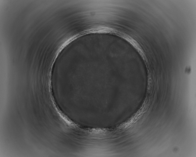 X0000099940850200806201118