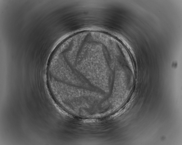 X0000099940853200806201118