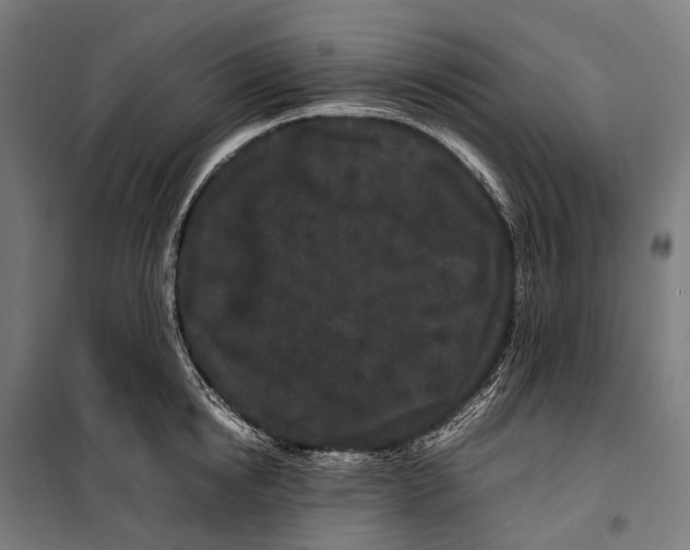 X0000099940854200806201119