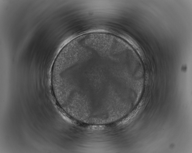 X0000099940858200806201119