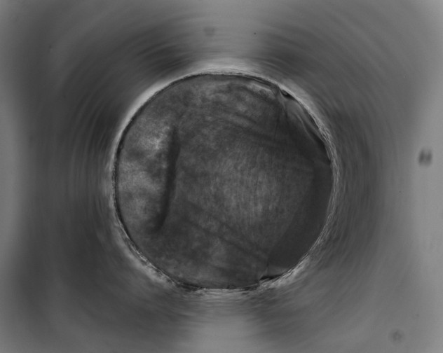 X0000099940864200806201119