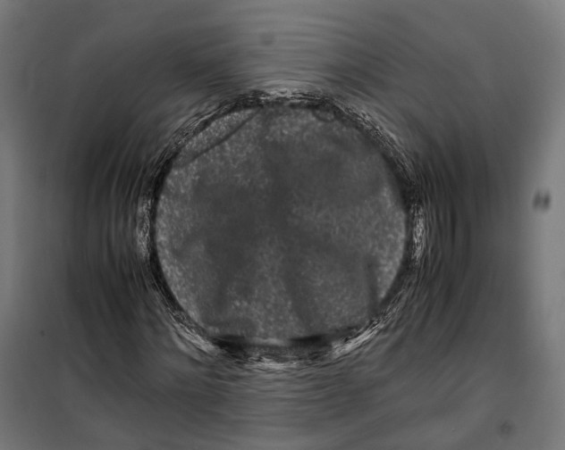 X0000099940868200806201118