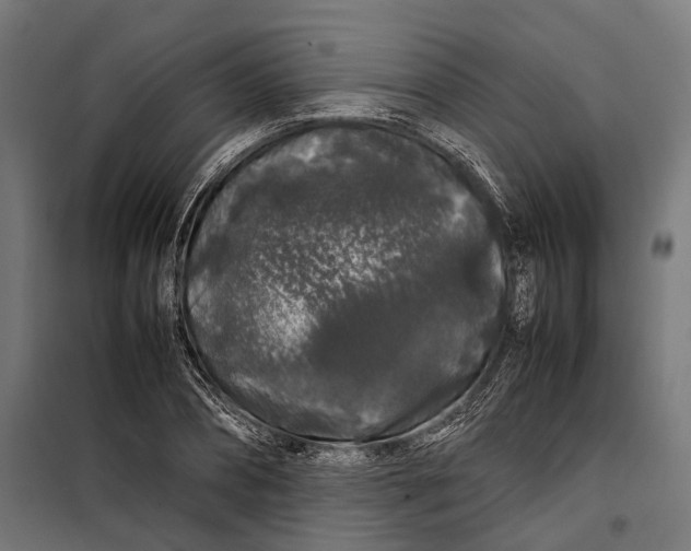 X0000099940882200806201118
