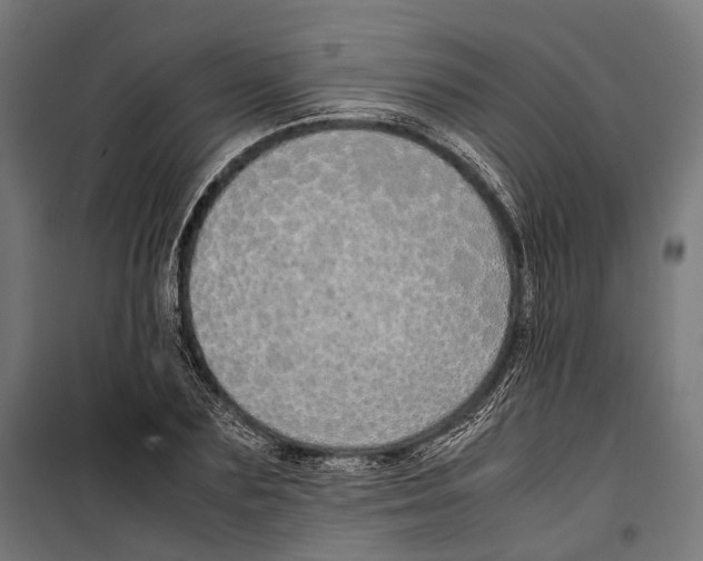 X0000099940883200806201118