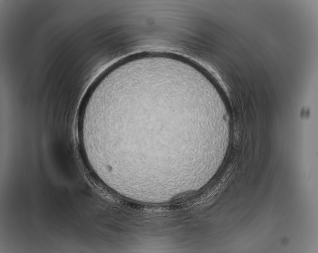 X0000099940887200806201118