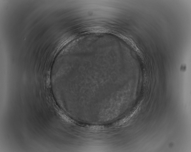 X0000099940889200806201118