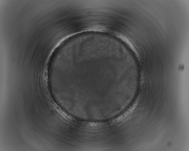 X0000099940923200806201116