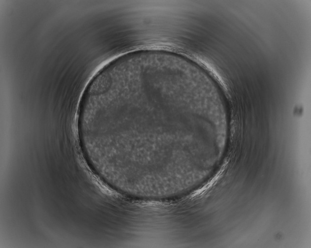 X0000099940932200806201117