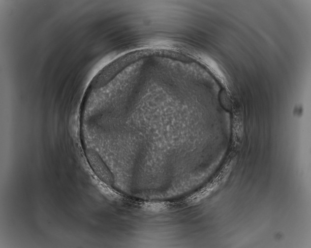 X0000099940944200806201117