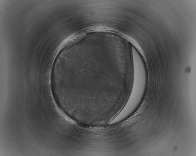 X0000099940946200806201117