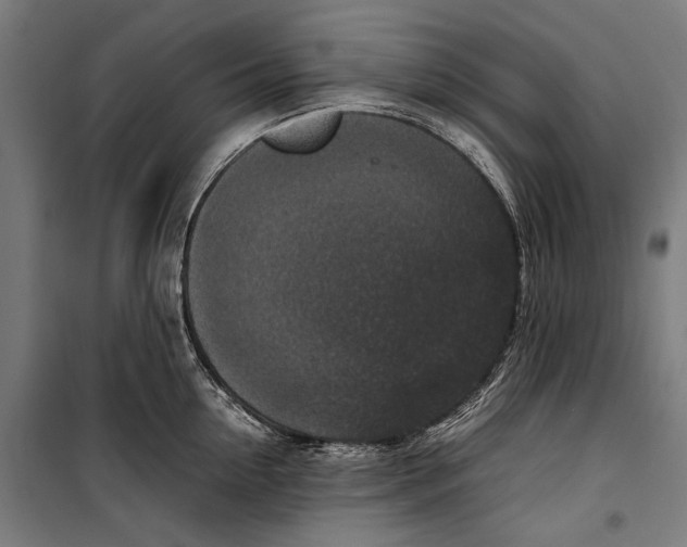 X0000099940954200806201117