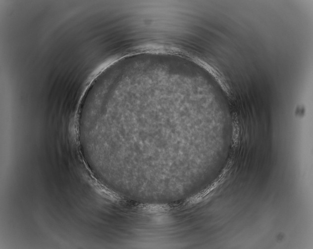 X0000099941074200806201115