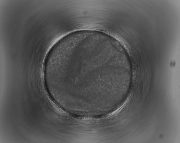 X0000099941077200806201115