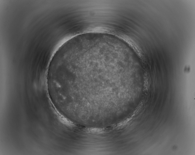 X0000099941086200806201114