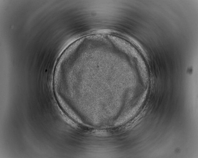 X0000099941194200806201113