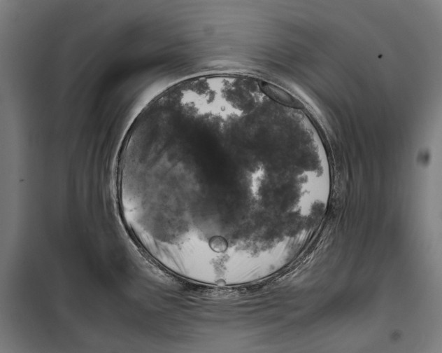 X0000099941291200806201111