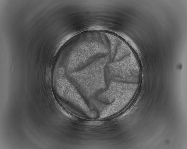 X0000099941337200806201111