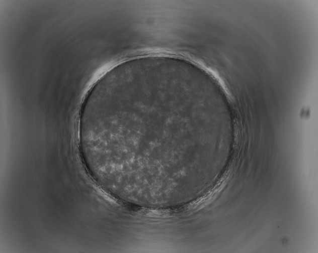 X0000099941365200806201110
