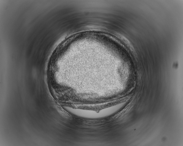 X0000099941427200806201110