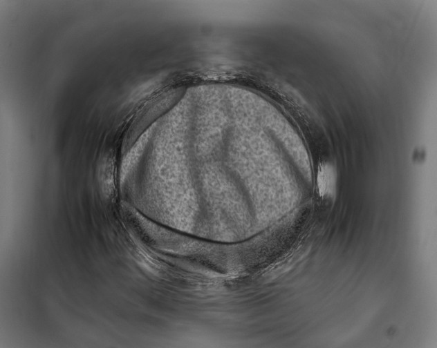 X0000099941444200806201109