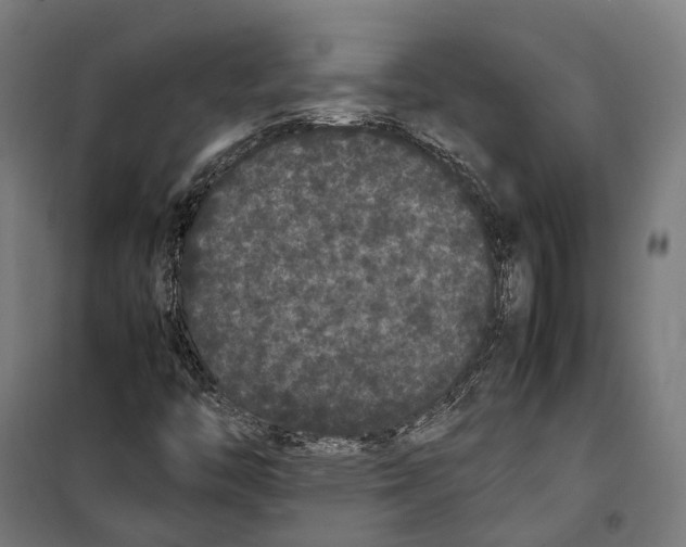X0000099941446200806201109