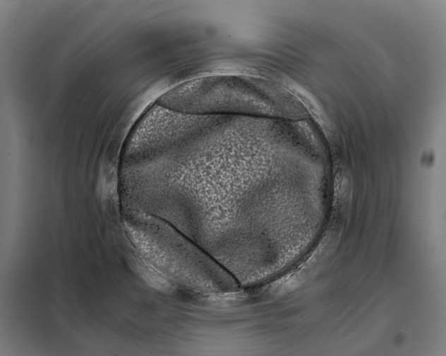 X0000099941465200806201109