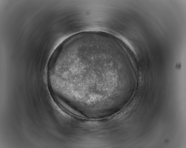 X0000099941468200806201109