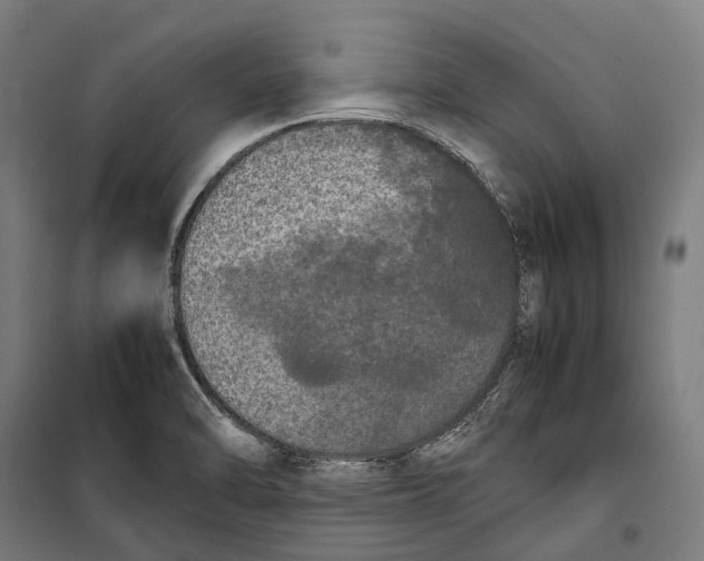X0000099941470200806201109