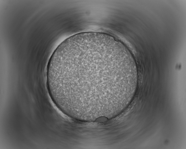 X0000099941479200806201109