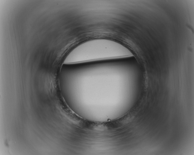 X0000099950258200805231009