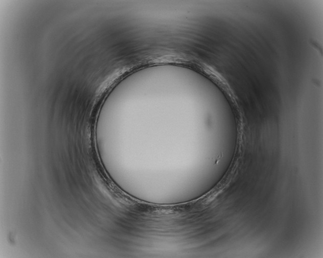 X0000099950298200805231008