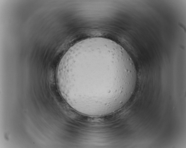 X0000099950359200805231007
