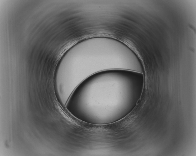 X0000099950389200805231007