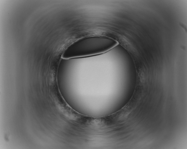 X0000099950546200805231004