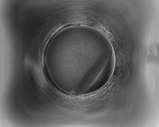 X0000099950002200805231331