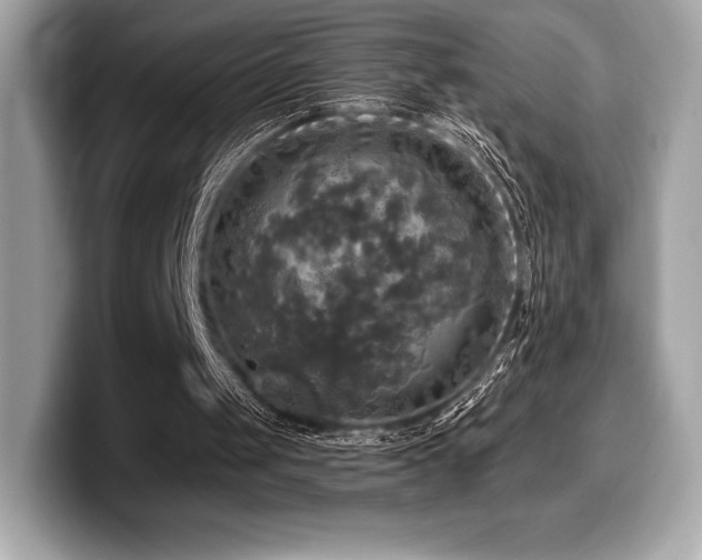 X0000099950049200805231329