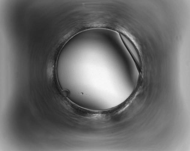 X0000099950153200805231328