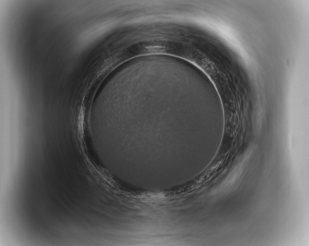 X0000099950194200805231328
