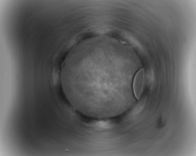 X0000099950236200805231328