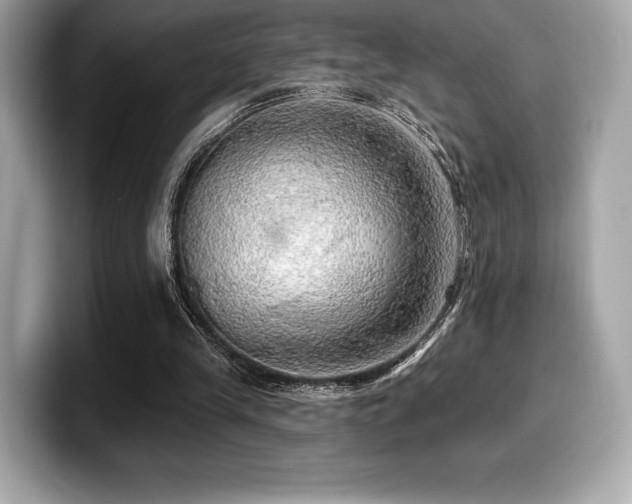 X0000099950245200805231327