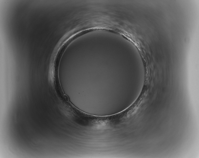 X0000099950247200805231327