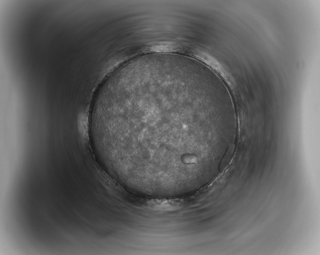 X0000099950297200805231327