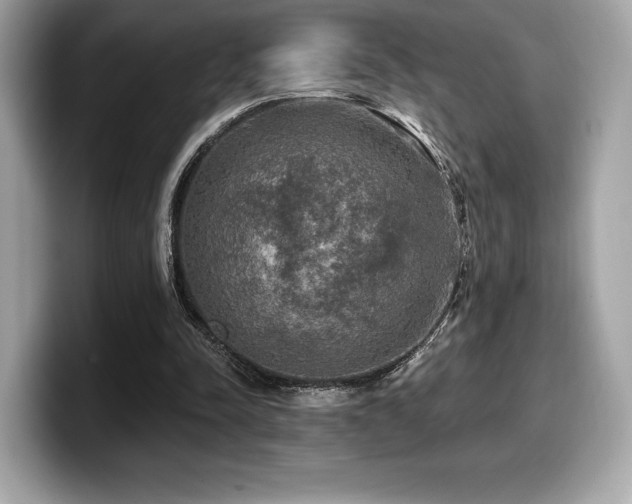 X0000099950342200805231326