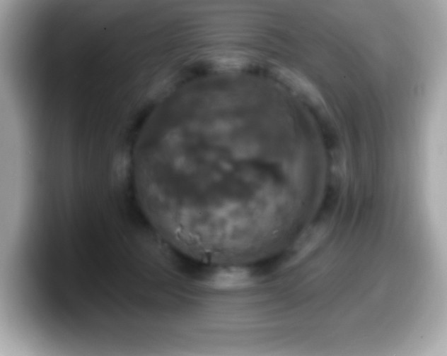 X0000099950369200805231326