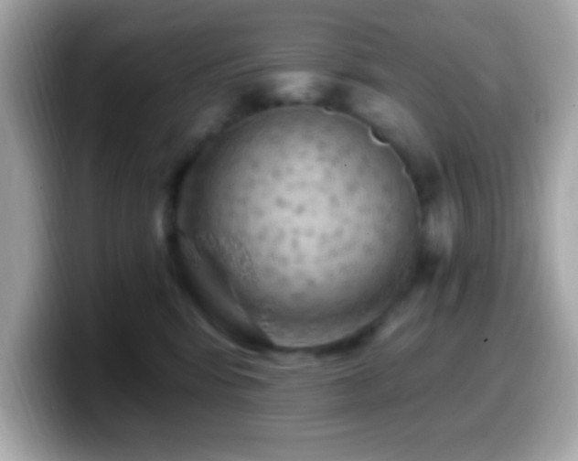 X0000099950424200805231325