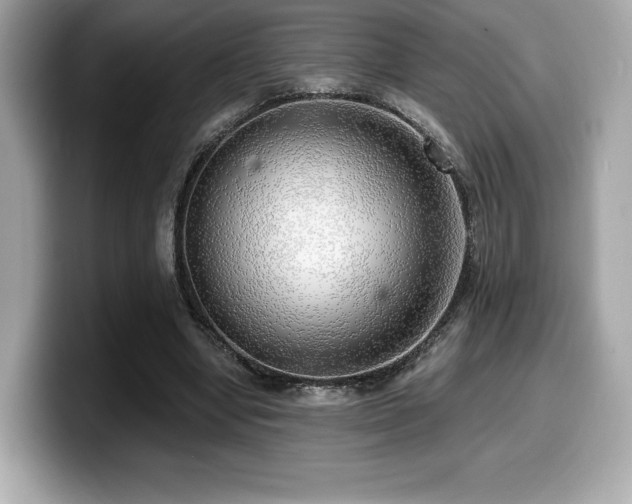 X0000099950442200805231325