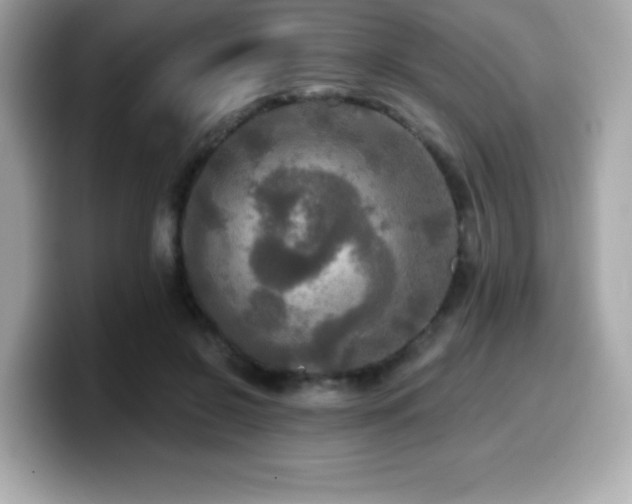 X0000099950550200805231323