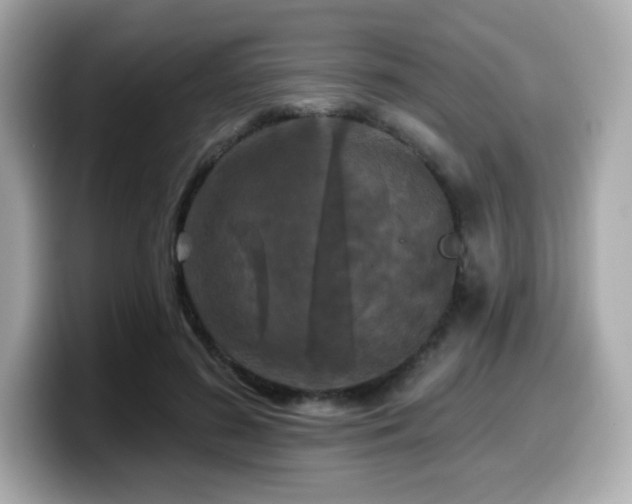X0000099950596200805231323