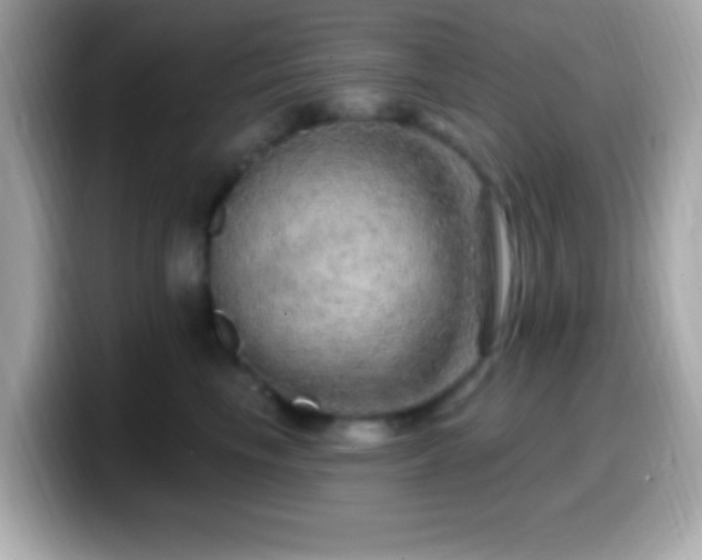 X0000099950665200805231323